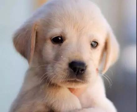 精品拉布拉多幼犬包健康 图2